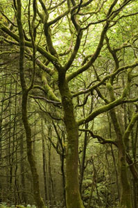 Mossy Welsh Forest